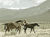 New Mexico Scenery: wild horses in open space