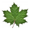 Green Maple Leaf Icon