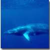 NOAA image of minke whale.