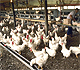 Get the facts about the avian influenza virus