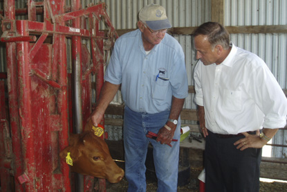 Photo: Rep. Steve King watches farmer Lee Feris tag his cattle for identification purposes near Mt. Ayr, Iowa.
