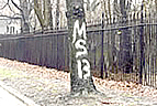Photo Of MS 13 Graffiti On Tree