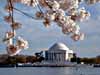 Thomas Jefferson Memorial with the tidal basin and cherry blossoms in the foreground