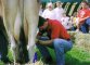 Paul Ryan competes in the cow-milking contest during the 2003 Dairy Breakfast at the Walworth County Fair Grounds.
