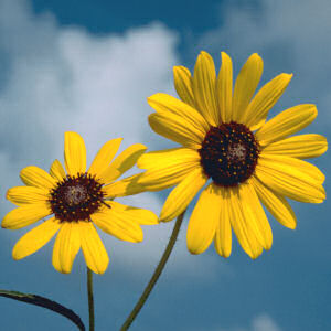 wild_native_sunflower
