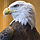 Eagle icon.