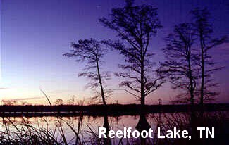 Water-level view of Reelfoot Lake at dusk, link to Reelfoot Lake, Tennessee