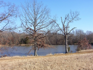 A scenic view of Shelby Farms