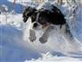 Image: A dog runs through snow covered woodland at Sutton Bank