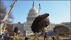A picture of the U.S. Capitol Christmas Tree 2010 being raised from a truck by a crane and maneuvered near the grounds of the U.S. Capitol; its final resting spot.