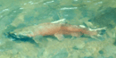 Coho salmon swiming in Redwood Creek.