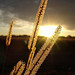 Picture of sun over wheat field.