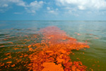 Photo: Oil slicks near Grand Terre island