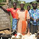 Uganda Grant 1991 - Livestock and Seeds Help rebuild Lives