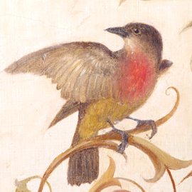Rose-throated Becard, Pachyramphus aglaiae