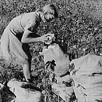 Girl picking cotton