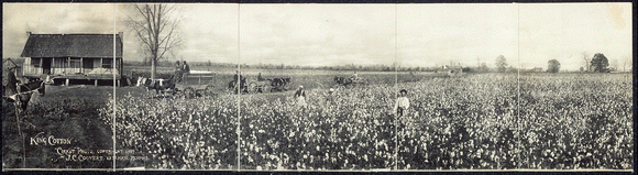 Cotton field and farmhouse