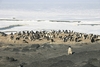 Penguins and the Landscape