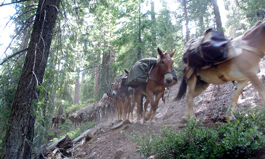 Mules on the Shasta-Trinity National Forest move equipment from a back country California Conservation Corp camp.
