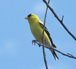 NJ Bird2