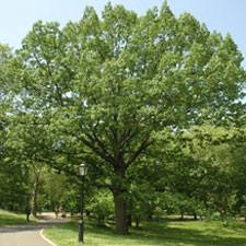 Red Oak (NJ Tree)