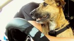 VIDEO: Driving Dogs Take on Racetrack