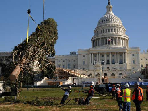 Capitol Grounds staff maneuvers the massive Capitol Christmas tree into place on the West Front Lawn of the Capitol.