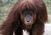 Orangutan,  Name: Jessie Cohen,  Date: 1990s