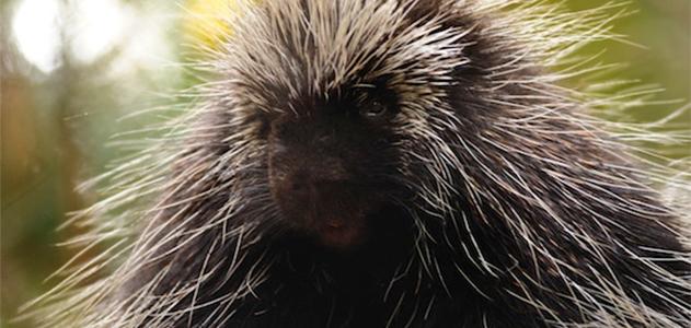 Could Porcupine Quills Help Us Design the Next Hypodermic Needle?