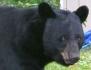 Editorial: Another bleak December for Jersey bears