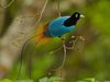 Male Blue Bird of Paradise in a fruiting tree. Endangered Species (IUCN Red list: VU).