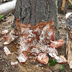 A picture of Armillaria mycelial