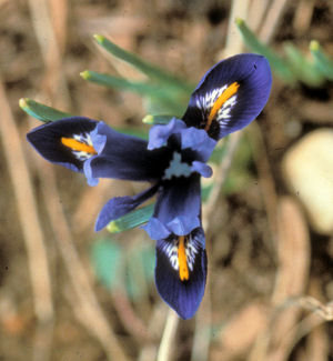 picture of Iris flower