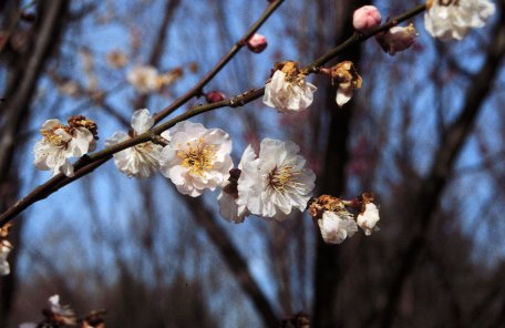 Picure of Flowering Cherry