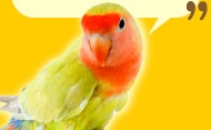 Love Bird Image