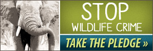 Stop Wildlife Crime badge