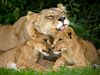 Photo: Lion licking cubs