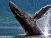 Photo: A blue whale breaching