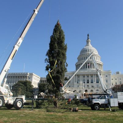 Photo: Capitol Christmas Tree in place. AOC employees begin preparations for lighting ceremony December 4, 2012.