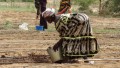 Drip irrigation in Niger