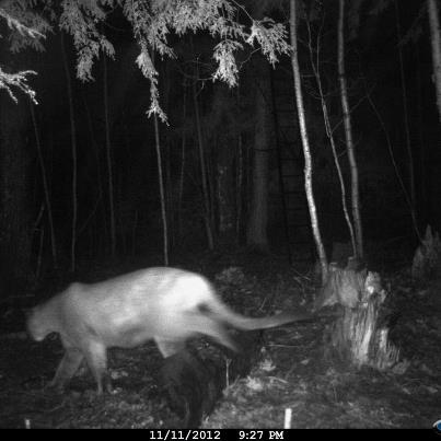Photo: The DNR is verifying - this is a cougar! http://www.wzzm13.com/news/article/233136/14/Three-new-cougar-photos-in-the-UP