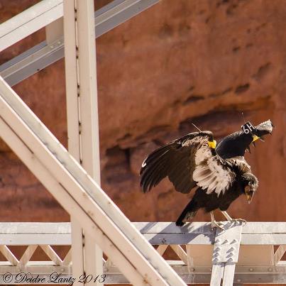 Photo: Thought you guys might like to see this. According to an AZ/UT condor chart, this is a 4 year old female that was born at the Portland condor facility. Saw her at the Navajo Bridge.