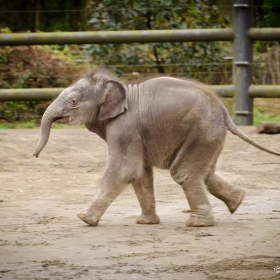 Photo: Our Elephant Care Team has announced that Lily's integration into the herd is progressing so well, that we will no longer have set "viewing" hours of Lily and Rose-tu. Lily and her mother may be outside with the rest of the herd, or in the viewing room on any given day. Regardless, the viewing room will be open until 3:00 p.m. daily.