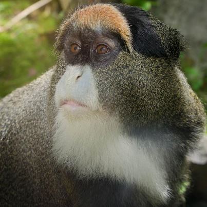 Photo: Brooke, a female De Brazza’s monkey in the Africa Savanna habitat, turns 22 today! Happy Birthday Brooke!