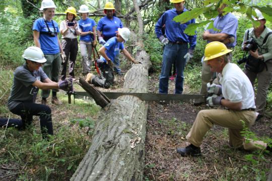Rep. Frelinghuysen and Secretary Jewell use a cross-cut saw to help remove a fallen tree from the Great Swamp's Wilderness Trail. New Jersey students from the Student Conservation Association (in the blue shirts) have helped clear many of the trails.