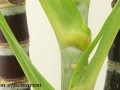 Close up view of a Saccharum Officinarum plant