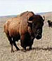 logo_bison