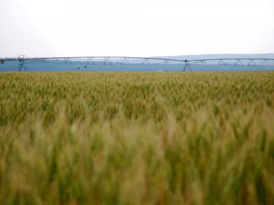 Wheat field in Eastern Oklahoma