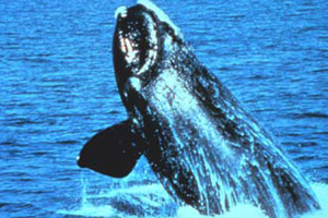 whale 3