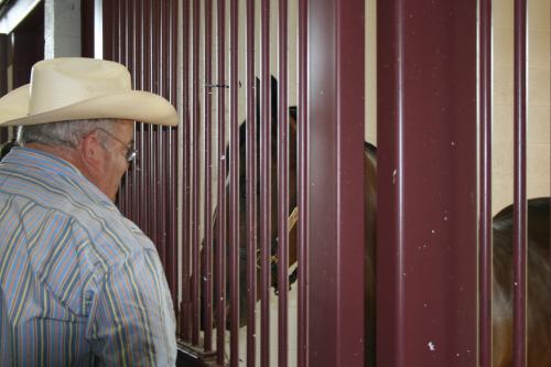 Billy looks over a Primetara thoroughbred racehorse 